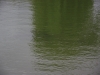 Rayne Lodge Fishery, Braintree, Essex
